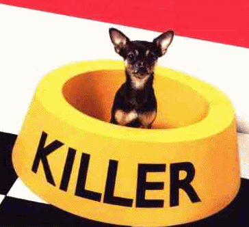 chihuahua dog killer graphics he return funny dogs cute gifs animal animated previous