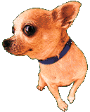 dog-graphics-chihuahua-337446