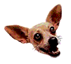 dog-graphics-chihuahua-344961.gif