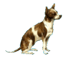 dog-graphics-chihuahua-774181