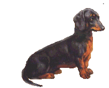 dog-graphics-dachshund-051913