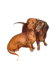 dog-graphics-dachshund-317500