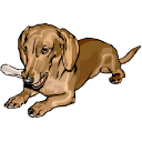 dog-graphics-dachshund-536181