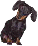 dog-graphics-dachshund-826593