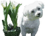 dog-graphics-maltese-897988