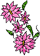 Bakundimaizuma, Imagem em formato GIF de flores rosas.