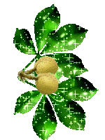 Bakundimaizuma, Imagem em formato GIF de Jenipapo com folhas verdes.