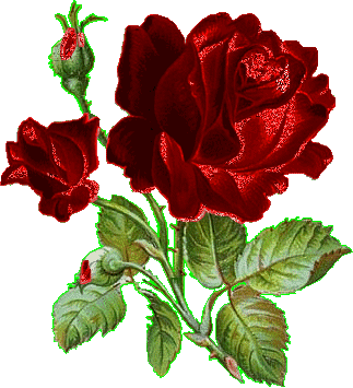 picgifs-roses-49922.