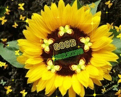 http://www.picgifs.com/glitter-gifs/s/sunflower/picgifs-sunflower-5799811.gif