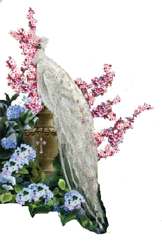 Peacocks glitter graphics