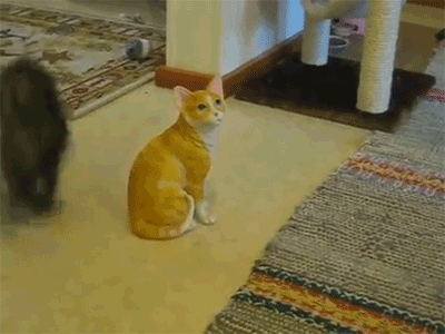 http://www.picgifs.com/graphics/c/cats/animaatjes-cats-132797.gif