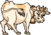 graphics-cows-948954.gif