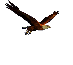 Image result for eagle gif