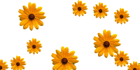 http://www.picgifs.com/graphics/f/floaties-flowers/graphics-floaties-flowers-558985.gif