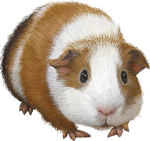 free clip art guinea pig - photo #1