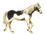 graphics-horses-129095.gif