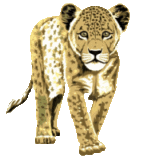 graphics-leopard-729870
