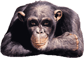 graphics-monkeys-315152.gif