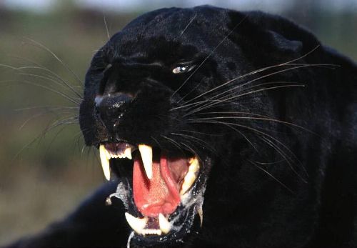 Panther Uploaded by admin Viewed 191x Panther graphics