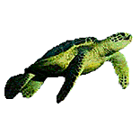 graphics-turtles-065567