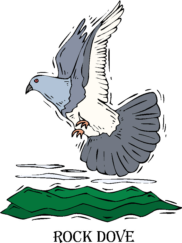 clipart pigeon - photo #37