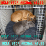 Animal abuse avatars