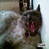 Animal abuse avatars