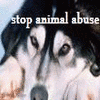 Animal abuse avatars