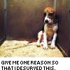 Animal abuse avatars