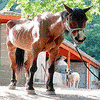 Animal abuse avatars