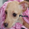 Animal abuse avatars