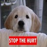 Animal abuse avatars