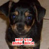 Animal abuse avatars