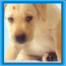 Animal abuse avatars