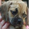 Animal abuse avatars