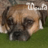 Animal abuse avatars