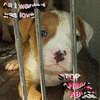 Animal abuse avatars