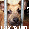 Animal abuse avatars