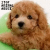 Animal abuse avatars