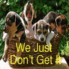 Animal abuse avatars