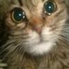 Animal abuse avatars
