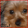 Animal abuse avatars