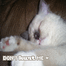 Animal abuse avatars