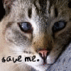 Animal abuse avatars
