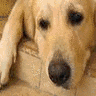 Animal abuse avatars
