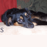 Animal abuse avatars