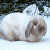 Animals avatars