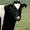 Animals avatars