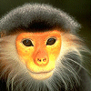 Animals avatars