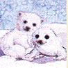 Animals avatars